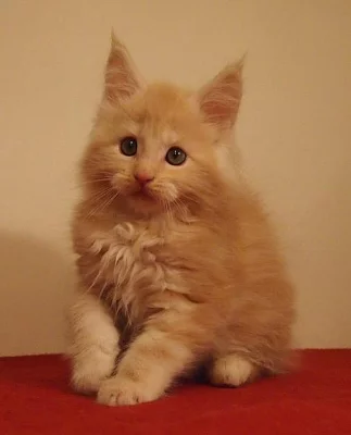 Koťata mainské mývalí kočky s PP - luxusní mazlíci